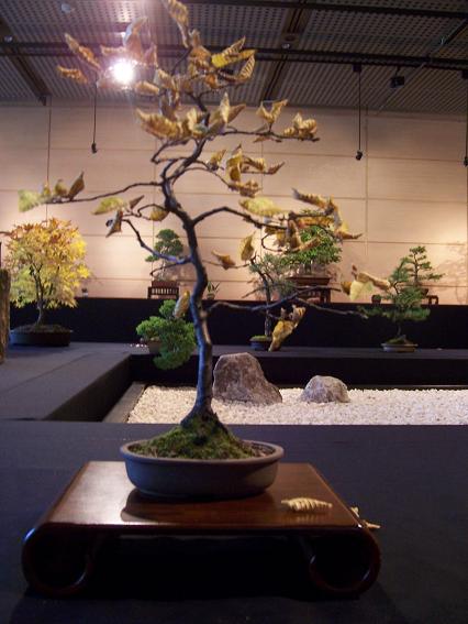 ten grabik podobno formowany 12 lat w donicy (??????)