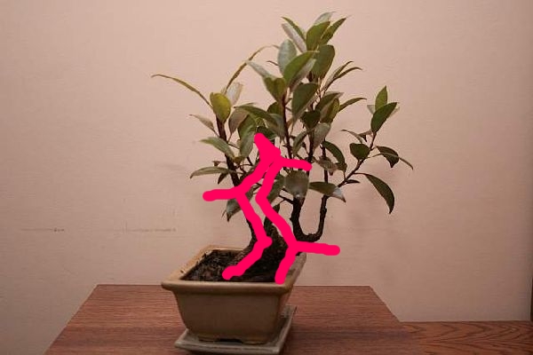 Pomysł na tego fikusa.