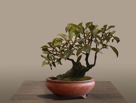 ficus.JPG