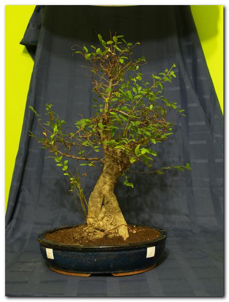 zelkova_003.jpg
