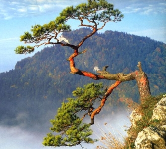 Sosna na Sokolicy.jpg