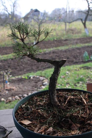 po usunięciu zbędnych gałęzi