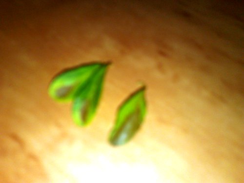 a to te listki o których mówiłam