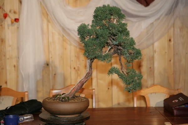 Bonsai Juku Jesien 2008_01.jpg