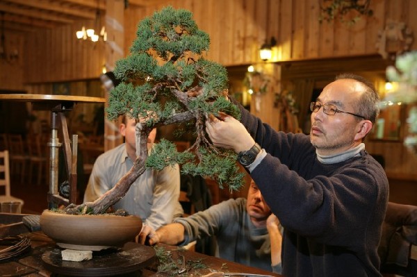 Bonsai Juku Jesien 2008_03.jpg