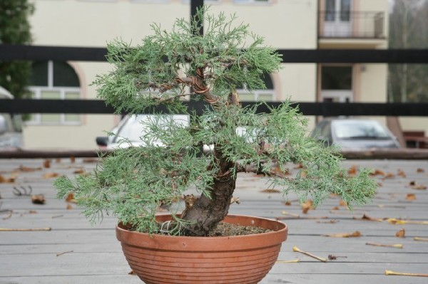Bonsai Juku Jesien 2008_05.jpg