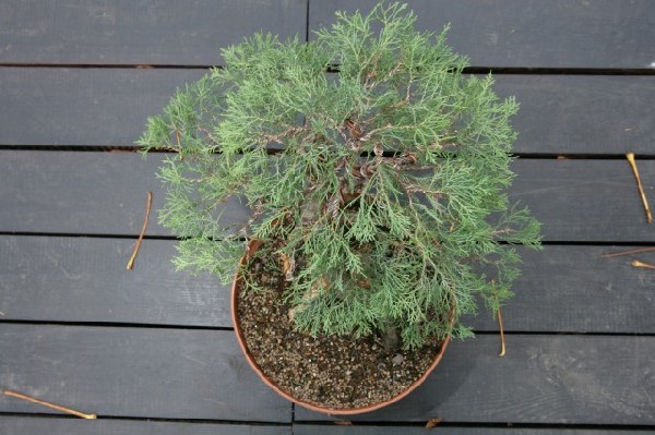 Bonsai Juku Jesien 2008_06.jpg