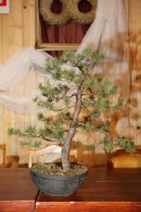 Bonsai Juku Jesien 2008_10 a.jpg