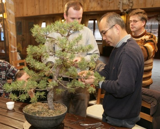 Bonsai Juku Jesien 2008_11.jpg