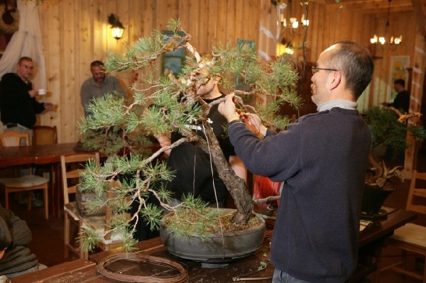 Bonsai Juku Jesien 2008_14.jpg