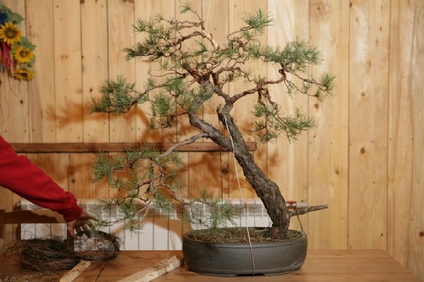 Bonsai Juku Jesien 2008_15.jpg