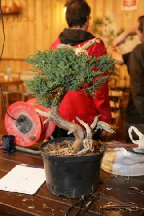 Bonsai Juku Jesien 2008_16.jpg