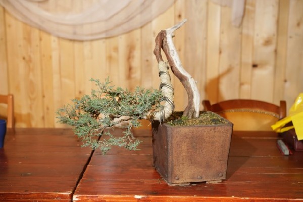 Bonsai Juku Jesien 2008_18.jpg