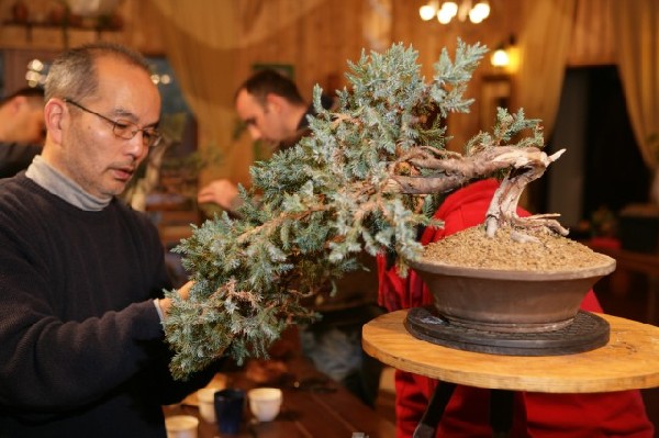 Bonsai Juku Jesien 2008_19.jpg