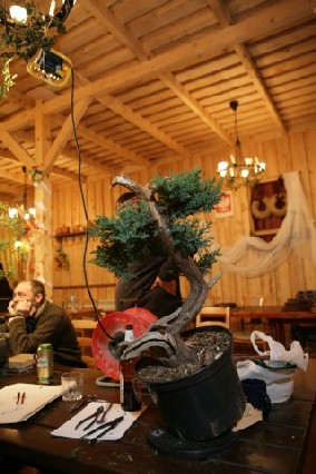 Bonsai Juku Jesien 2008_21 d.jpg