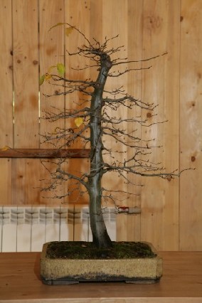 Bonsai Juku Jesien 2008_25.jpg