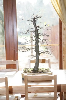 Bonsai Juku Jesien 2008_26.jpg