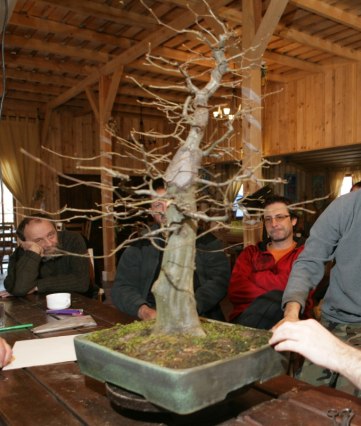 Bonsai Juku Jesien 2008_27.jpg