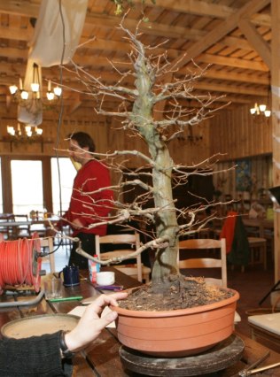 Bonsai Juku Jesien 2008_28.jpg