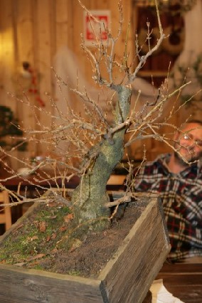 Bonsai Juku Jesien 2008_32.jpg