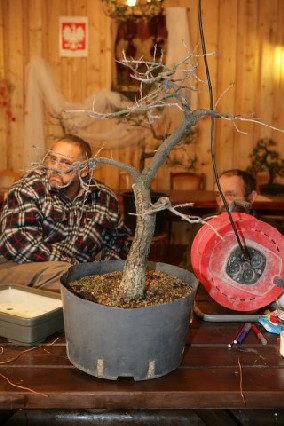 Bonsai Juku Jesien 2008_33.jpg