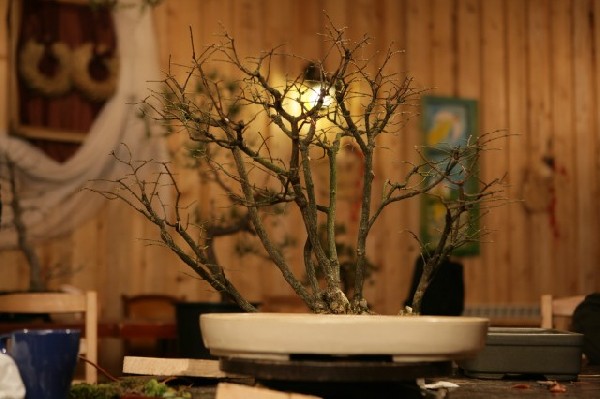 Bonsai Juku Jesien 2008_34.jpg