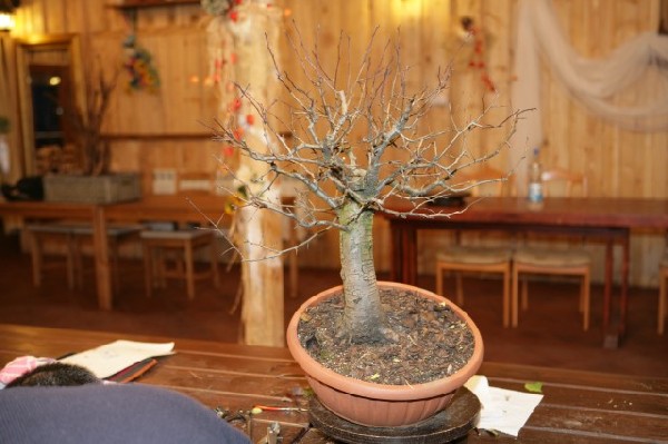 Bonsai Juku Jesien 2008_35.jpg