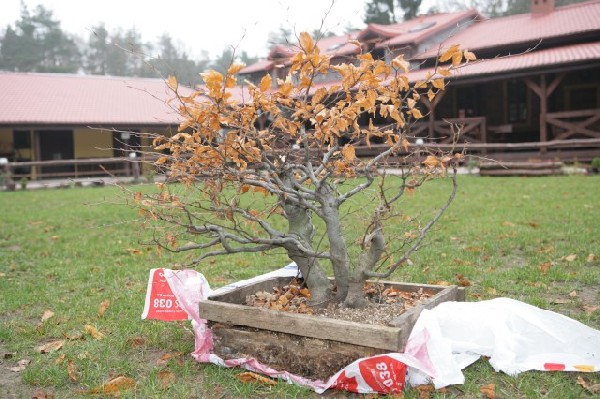 Bonsai Juku Jesien 2008_36 a.jpg