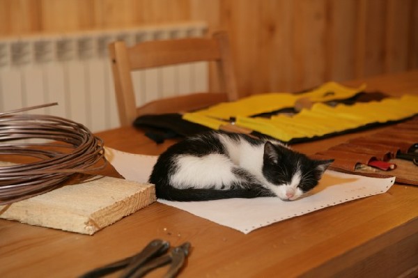 Bonsai Juku Jesien 2008_39.jpg