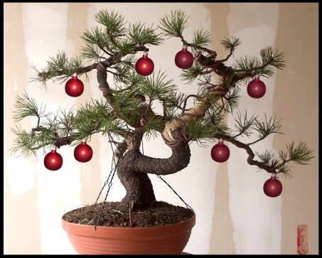 choinka yamadori.jpg