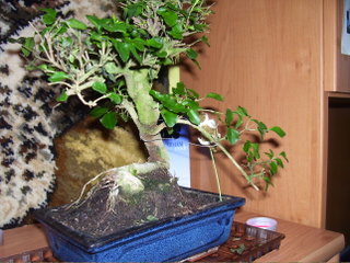 Bonsaa 027-1.JPG