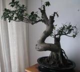 IMG_0486 - Kopia.JPG