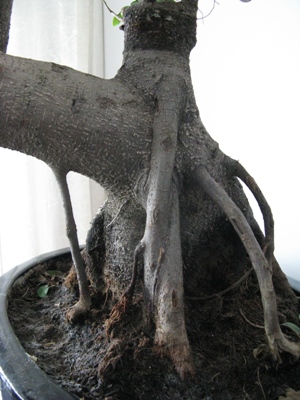 IMG_0488 - Kopia.JPG