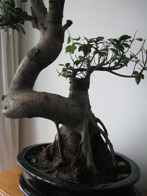 IMG_0490 - Kopia.JPG