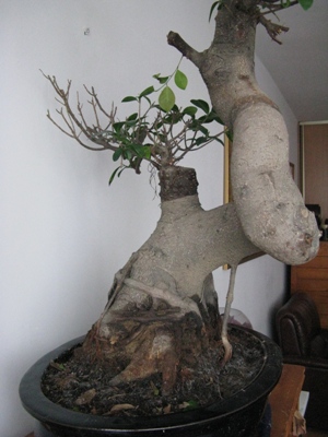 IMG_0491 - Kopia.JPG