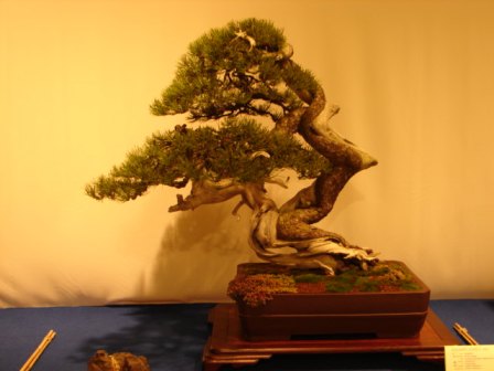 Noelanders trophy 189.jpg