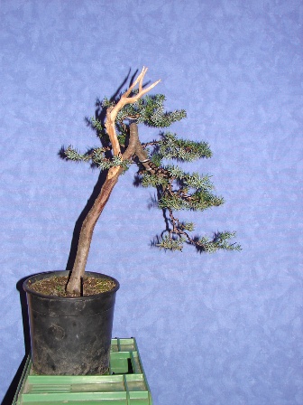 Noelanders trophy 259.jpg