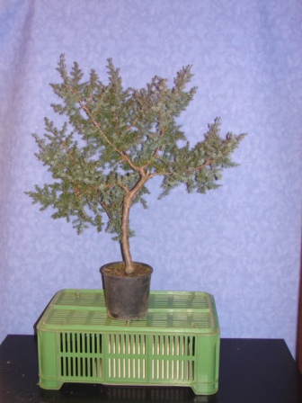 Noelanders trophy 243.jpg