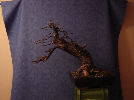 Noelanders trophy 261.jpg