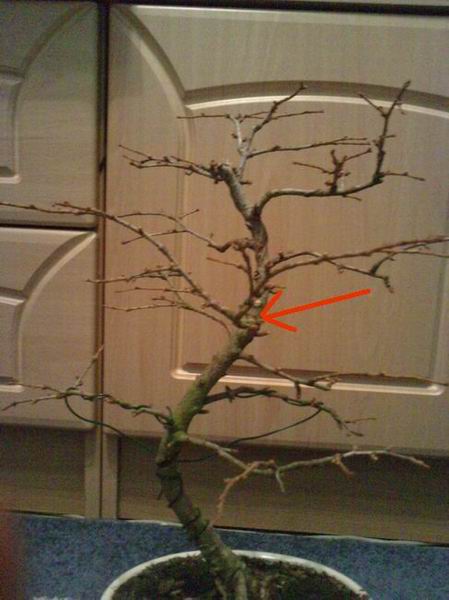 Rotation of LGIM0007.jpg