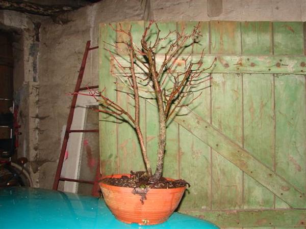 bonsai 003 (Small) (Custom).jpg