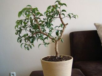 ficus