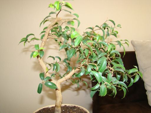 ficus