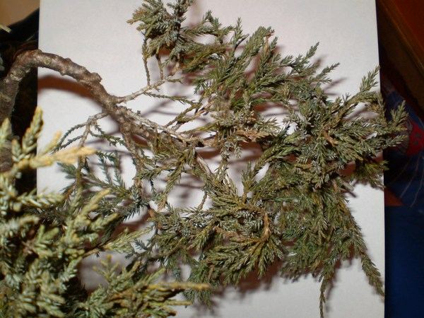 05 - poducha przed.JPG