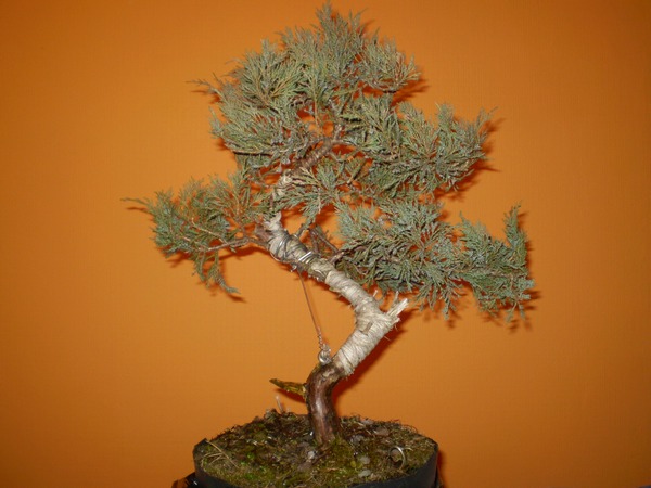 03 - zima 2008-2009.JPG