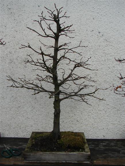 bonsai 028 (Custom).jpg