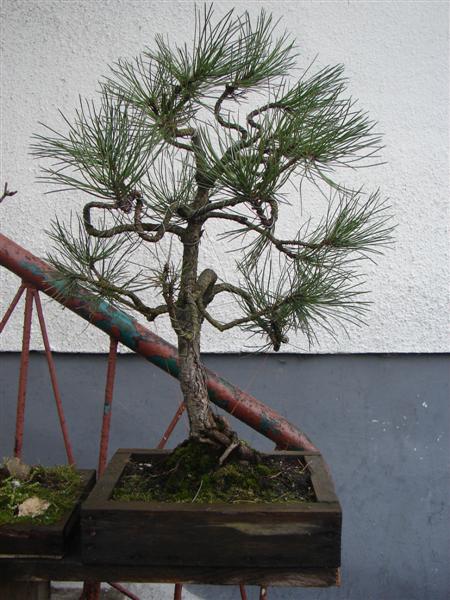 bonsai 040 (Custom).jpg