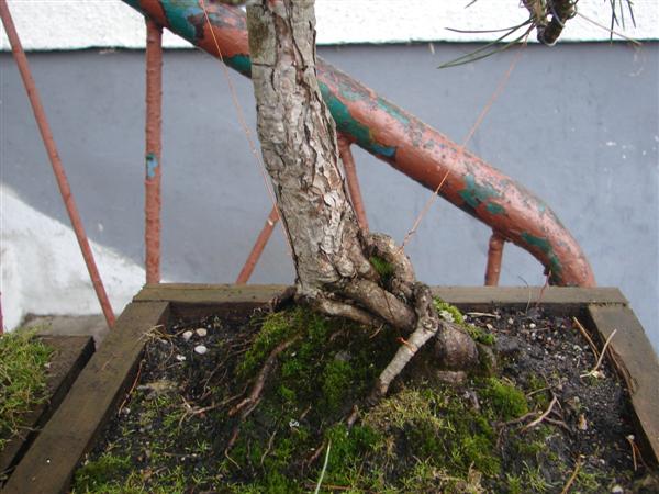 bonsai 041 (Custom).jpg