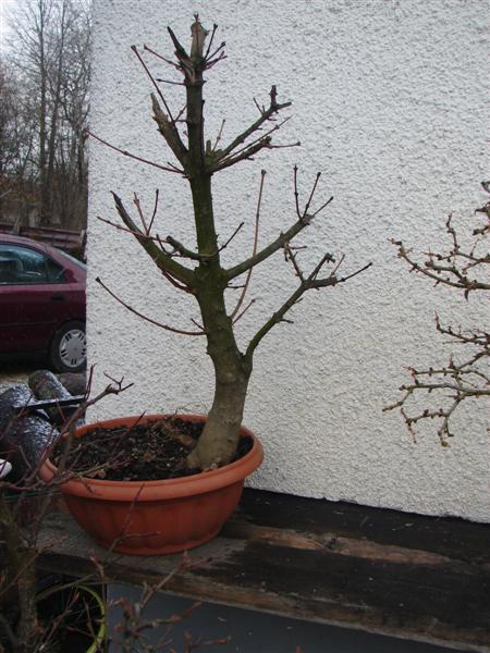 bonsai 034 (Custom).jpg