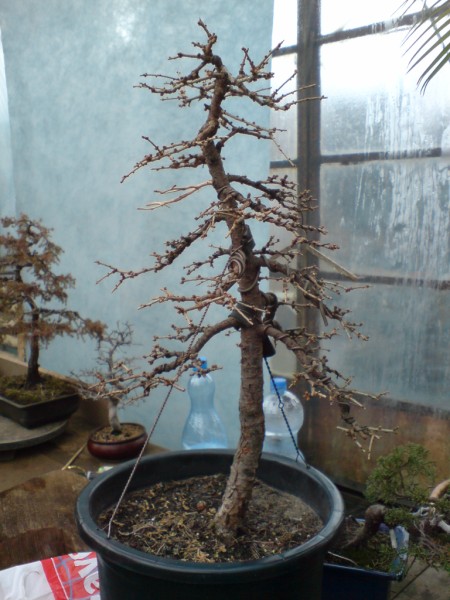 Nieulozony, przed przesadzaniem.